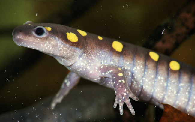 Обои картинки фото животные, Ящерицы, игуаны, вараны