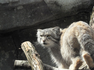 Картинка животные манулы