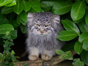 Картинка животные манулы