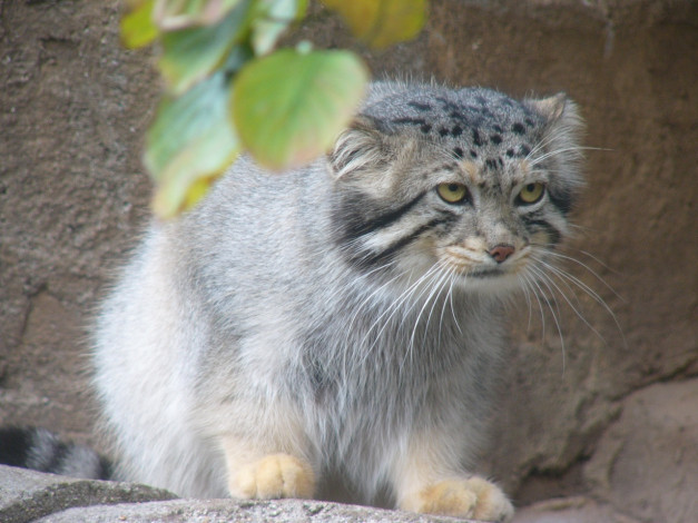 Обои картинки фото животные, манулы