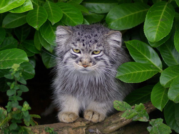 Обои картинки фото животные, манулы