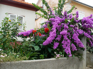 Картинка цветы бугенвиллея