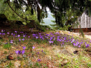 Картинка цветы крокусы