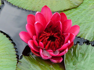 Картинка цветы лилии водяные нимфеи кувшинки