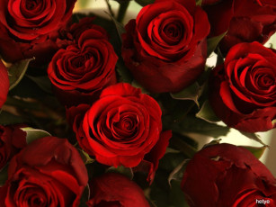 Картинка цветы розы