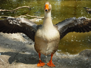 Картинка животные гуси