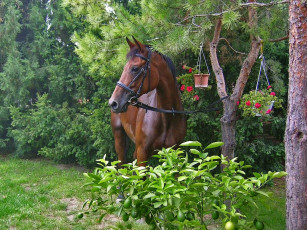 Картинка животные лошади