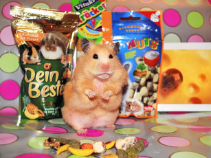 Картинка животные морские свинки хомяки