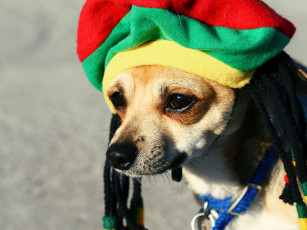 Картинка животные собаки