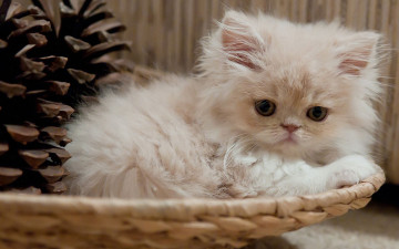 Картинка животные коты