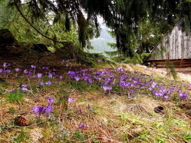 Обои картинки фото цветы, крокусы