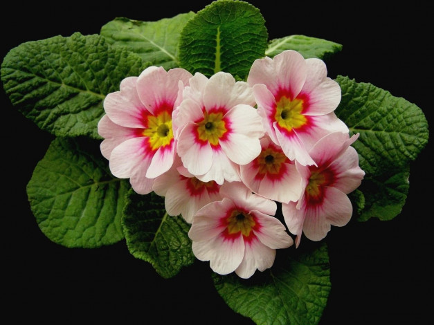 Обои картинки фото цветы, примулы, примула