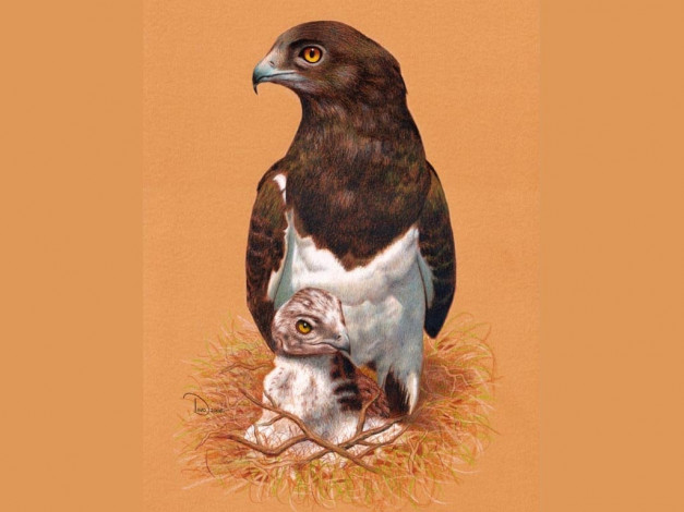 Обои картинки фото рисованные, животные