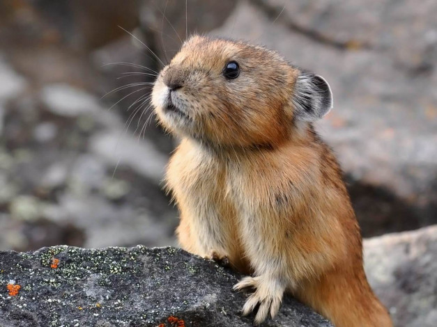 Обои картинки фото животные, другое