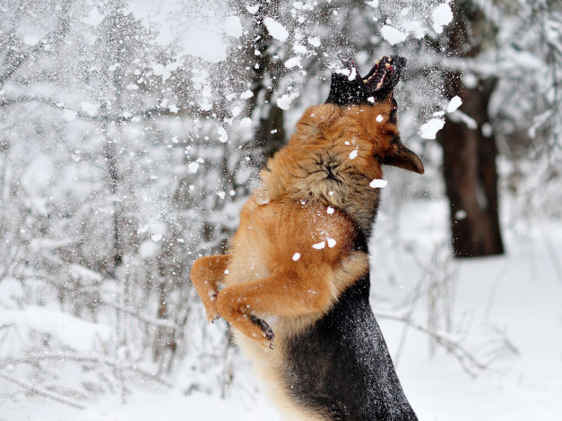 Обои картинки фото животные, собаки, овчарка