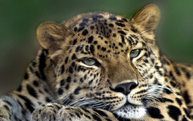 Обои картинки фото животные, леопарды