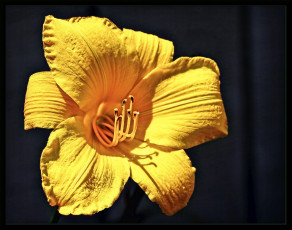 Картинка цветы лилии лилейники лепестки