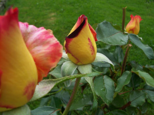 Картинка цветы розы куст бутоны