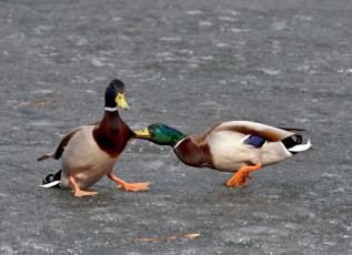 Картинка животные утки селезень