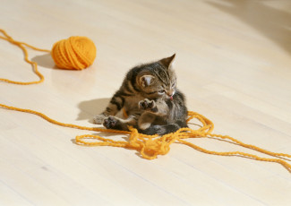 Картинка животные коты нитки клубок котёнок