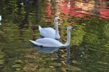 Картинка животные лебеди вода озеро пруд