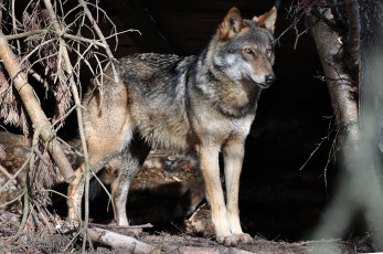 Картинка животные волки хищник логово