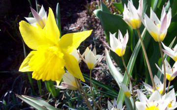 Картинка цветы разные вместе яркий желтый