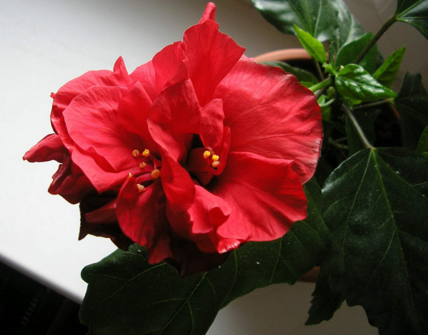 Обои картинки фото цветы, гибискусы, яркий, красный