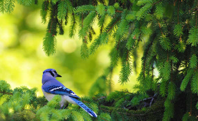 Обои картинки фото животные, сойки, птица, ель, ветка
