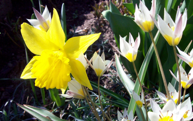 Обои картинки фото цветы, разные, вместе, яркий, желтый