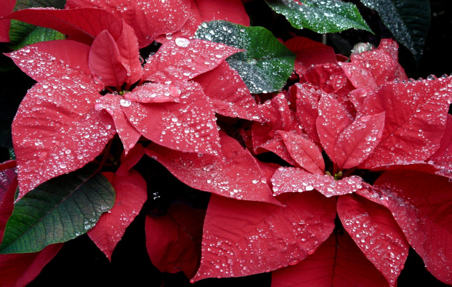 Обои картинки фото цветы, пуансеттия, красный, листья, капли