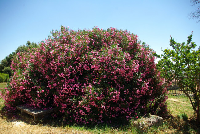 Обои картинки фото цветы, олеандры, куст, много