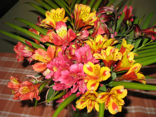 Картинка цветы альстромерия альстромёрия