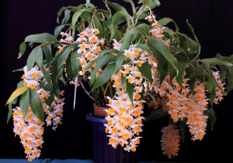 Картинка цветы орхидеи