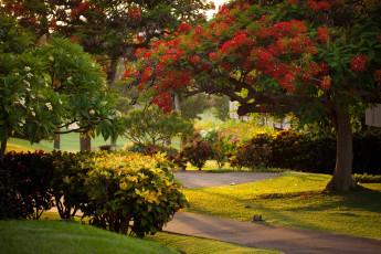 Картинка природа парк тропики цветения плюмерия кусты