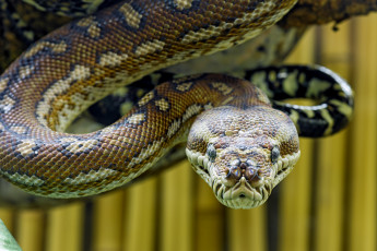 Картинка животные змеи питоны кобры голова угроза