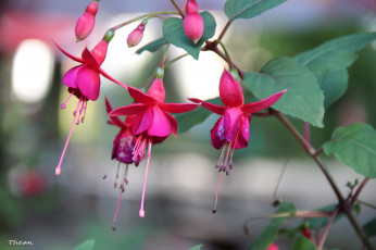 Картинка цветы фуксия розовый