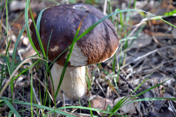 Картинка природа грибы боровик