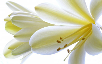 обоя цветы, кливия, макро