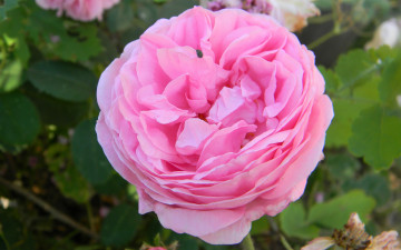 Картинка цветы розы розовый