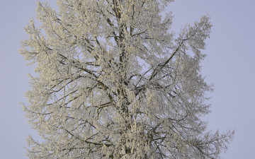 Картинка природа зима снег дерево