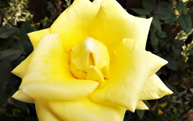 Обои картинки фото цветы, розы, макро