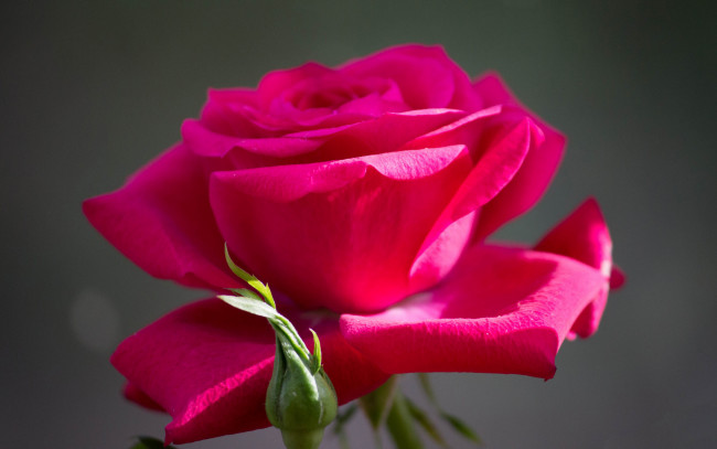 Обои картинки фото цветы, розы, розовый, бутон