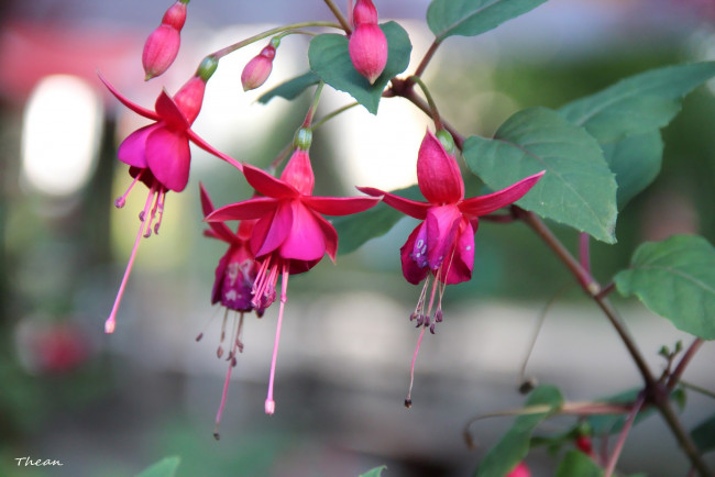 Обои картинки фото цветы, фуксия, розовый