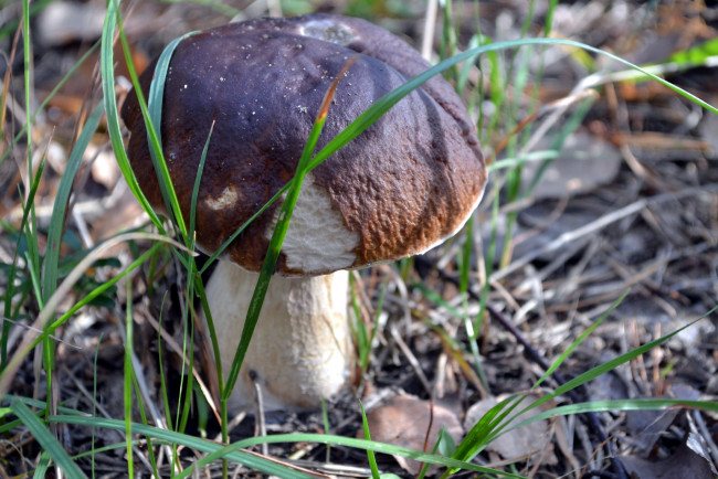 Обои картинки фото природа, грибы, боровик