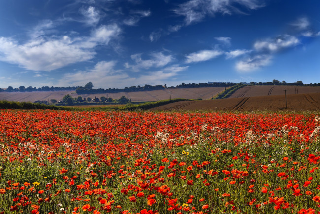 Обои картинки фото природа, луга, небо, маки