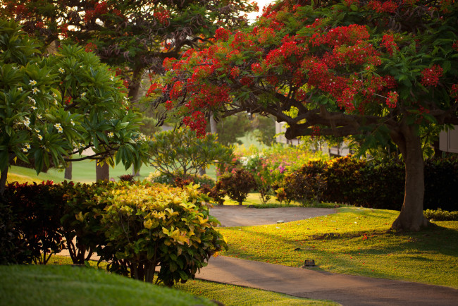 Обои картинки фото природа, парк, тропики, цветения, плюмерия, кусты