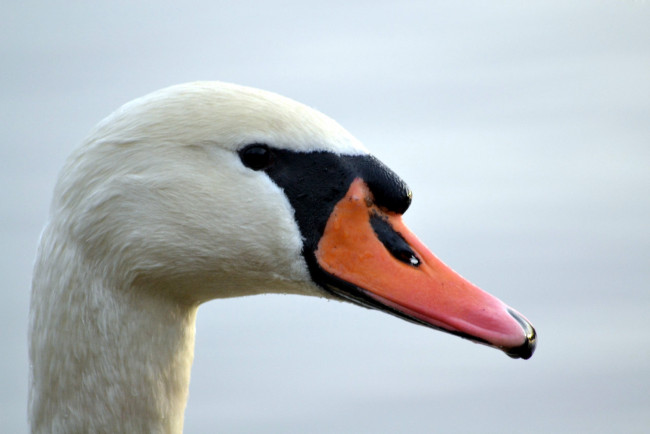 Обои картинки фото животные, лебеди, клюв