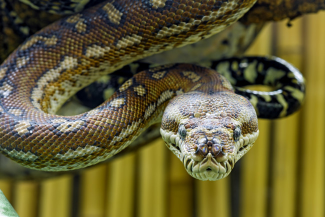 Обои картинки фото животные, змеи, питоны, кобры, голова, угроза