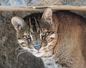 Картинка животные дикие+кошки темминка золотой кот кошка морда взгляд